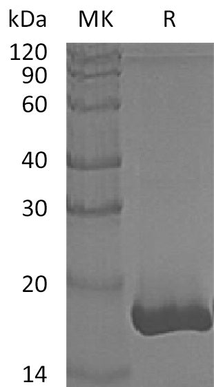 BL-0892NP: Greater than 95% as determined by reducing SDS-PAGE. (QC verified)