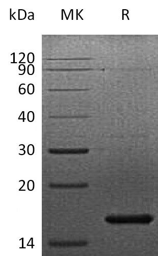 BL-1760NP: Greater than 95% as determined by SEC-HPLC. (Regularly tested)