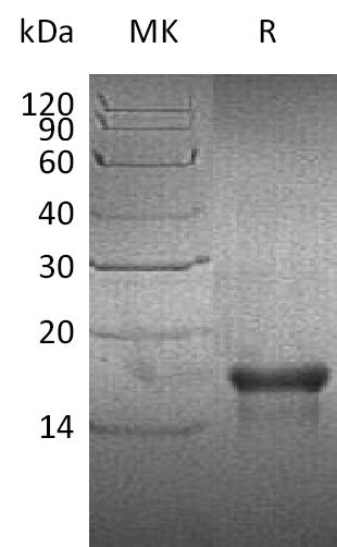 BL-1726NP: Greater than 90% as determined by reducing SDS-PAGE. (QC verified)