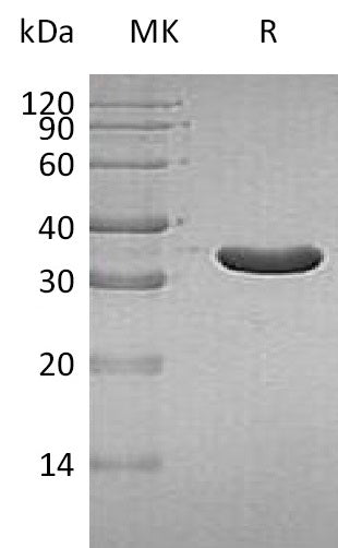 BL-1571NP: Greater than 95% as determined by reducing SDS-PAGE. (QC verified)