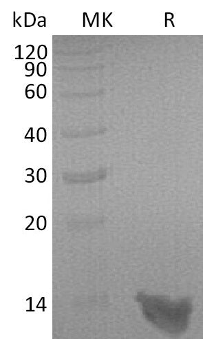 BL-2573NP: Greater than 95% as determined by reducing SDS-PAGE. (QC verified)