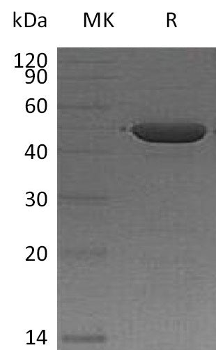 BL-1572NP: Greater than 95% as determined by reducing SDS-PAGE. (QC verified)