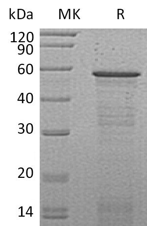 BL-1576NP: Greater than 95% as determined by reducing SDS-PAGE. (QC verified)