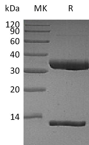 BL-2503NP: Greater than 95% as determined by reducing SDS-PAGE. (QC verified)