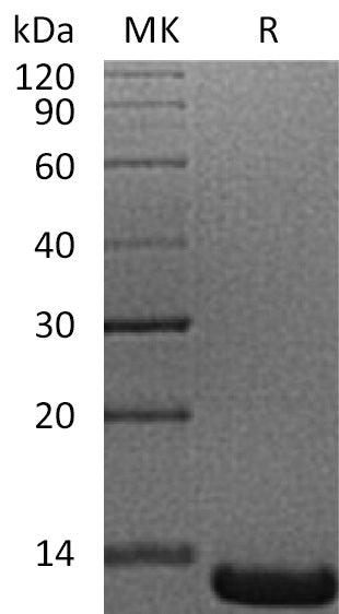 BL-1579NP: Greater than 95% as determined by reducing SDS-PAGE. (QC verified)