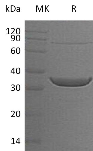 BL-1581NP: Greater than 90% as determined by reducing SDS-PAGE. (QC verified)