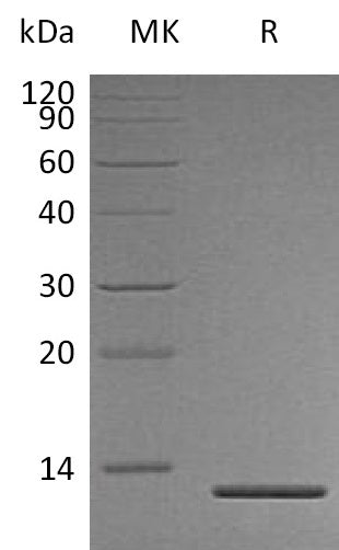 BL-1901NP: Greater than 95% as determined by reducing SDS-PAGE. (QC verified)