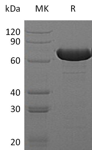 BL-1575NP: Greater than 95% as determined by reducing SDS-PAGE. (QC verified)