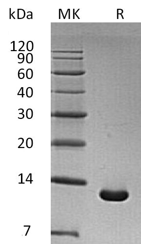 BL-1580NP: Greater than 95% as determined by reducing SDS-PAGE. (QC verified)