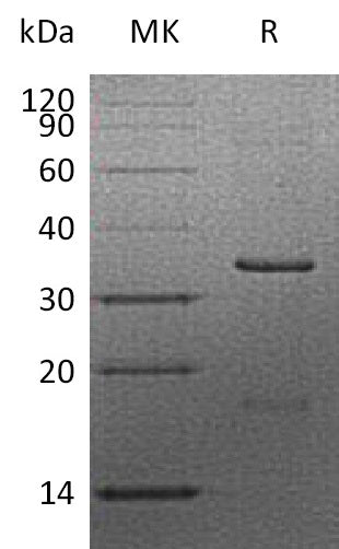 BL-1577NP: Greater than 90% as determined by reducing SDS-PAGE. (QC verified)