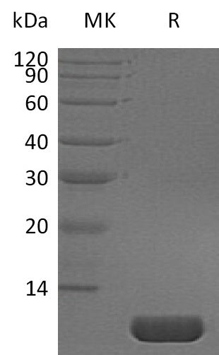 BL-1688NP: Greater than 95% as determined by reducing SDS-PAGE. (QC verified)