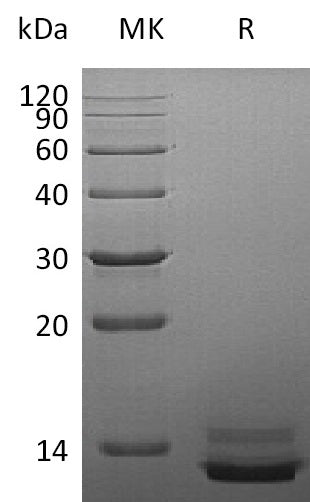 BL-0900NP: Greater than 95% as determined by reducing SDS-PAGE. (QC verified)