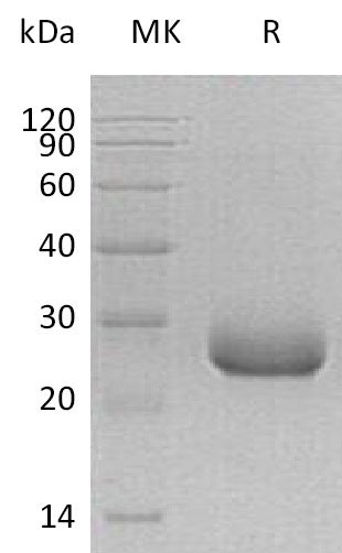 BL-0906NP: Greater than 95% as determined by reducing SDS-PAGE. (QC verified)