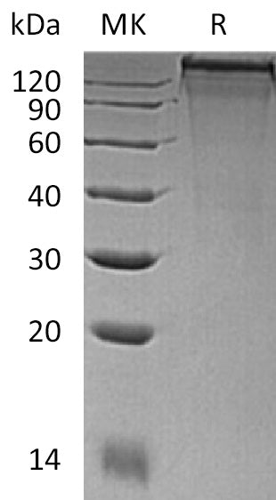 BL-1584NP: Greater than 95% as determined by reducing SDS-PAGE. (QC verified)