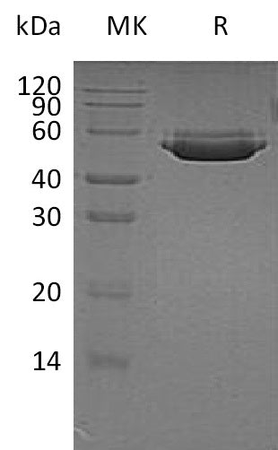 BL-1582NP: Greater than 95% as determined by reducing SDS-PAGE. (QC verified)