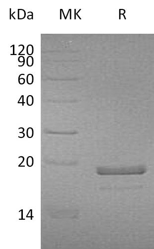 BL-1585NP: Greater than 95% as determined by reducing SDS-PAGE. (QC verified)