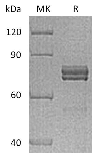 BL-0082NP: Greater than 90% as determined by reducing SDS-PAGE. (QC verified)