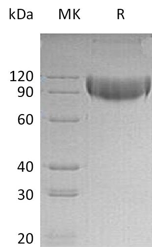 BL-0901NP: Greater than 95% as determined by reducing SDS-PAGE. (QC verified)