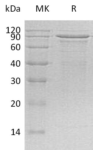 BL-0899NP: Greater than 90% as determined by reducing SDS-PAGE. (QC verified)