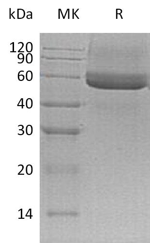 BL-0902NP: Greater than 95% as determined by reducing SDS-PAGE. (QC verified)