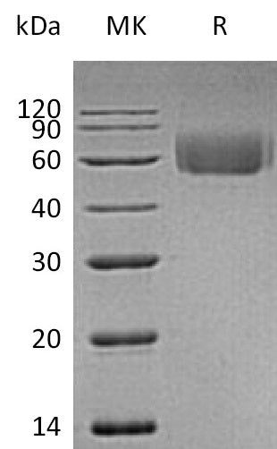 BL-2506NP: Greater than 95% as determined by reducing SDS-PAGE. (QC verified)