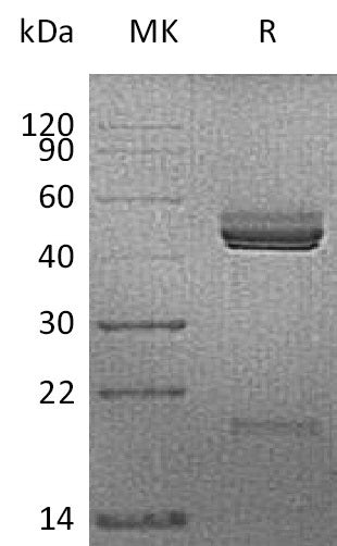 BL-0905NP: Greater than 95% as determined by reducing SDS-PAGE. (QC verified)