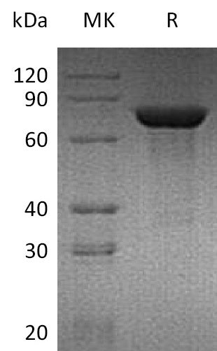 BL-1583NP: Greater than 95% as determined by reducing SDS-PAGE. (QC verified)