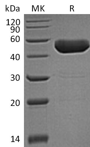 BL-0910NP: Greater than 90% as determined by reducing SDS-PAGE. (QC verified)