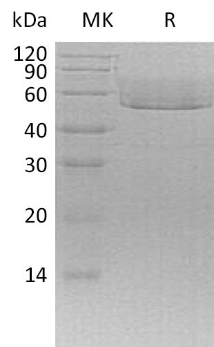 BL-0917NP: Greater than 95% as determined by reducing SDS-PAGE. (QC verified)