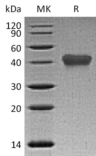 BL-1233NP: Greater than 95% as determined by reducing SDS-PAGE. (QC verified)