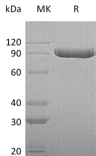 BL-0909NP: Greater than 95% as determined by reducing SDS-PAGE. (QC verified)