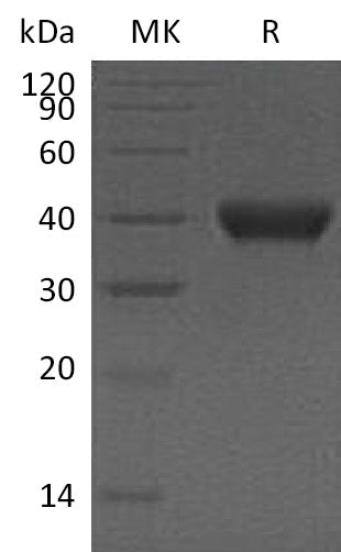 BL-1587NP: Greater than 95% as determined by reducing SDS-PAGE. (QC verified)