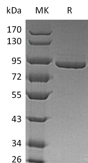 BL-1590NP: Greater than 95% as determined by reducing SDS-PAGE. (QC verified)