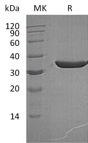 BL-1588NP: Greater than 95% as determined by reducing SDS-PAGE. (QC verified)