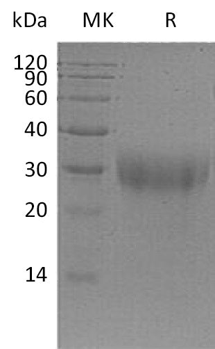 BL-0916NP: Greater than 95% as determined by reducing SDS-PAGE. (QC verified)