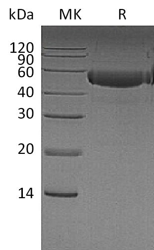 BL-0084NP: Greater than 95% as determined by reducing SDS-PAGE. (QC verified)