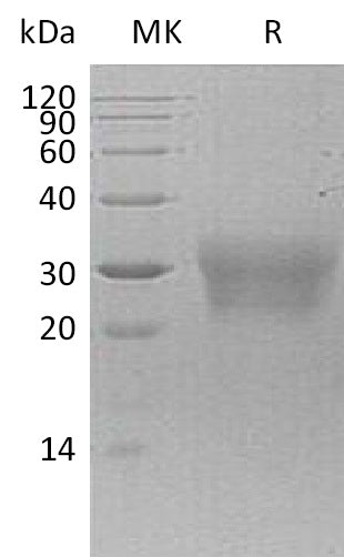 BL-0914NP: Greater than 95% as determined by reducing SDS-PAGE. (QC verified)