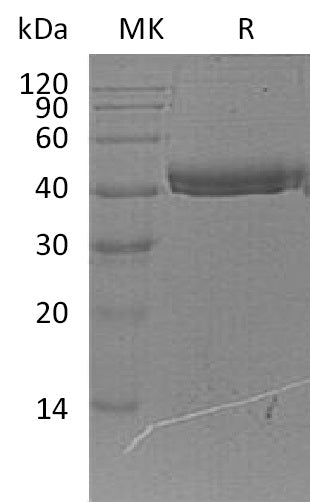 BL-0912NP: Greater than 95% as determined by reducing SDS-PAGE. (QC verified)