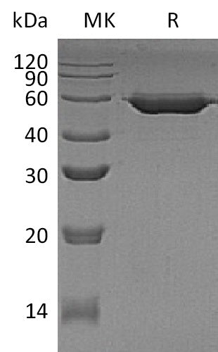 BL-1589NP: Greater than 95% as determined by reducing SDS-PAGE. (QC verified)