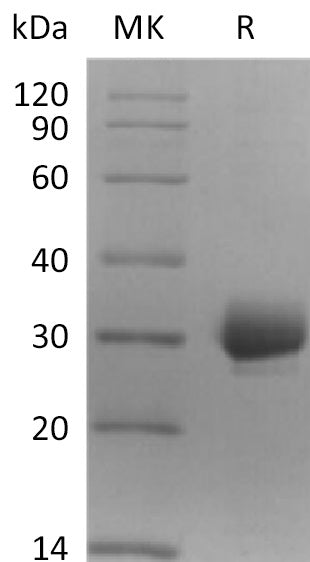 BL-0907NP: Greater than 95% as determined by reducing SDS-PAGE. (QC verified)