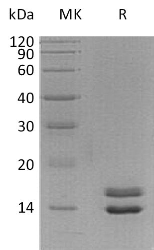 BL-0918NP: Greater than 95% as determined by reducing SDS-PAGE. (QC verified)