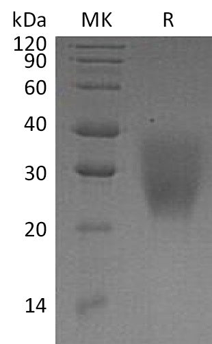 BL-0915NP: Greater than 95% as determined by reducing SDS-PAGE. (QC verified)