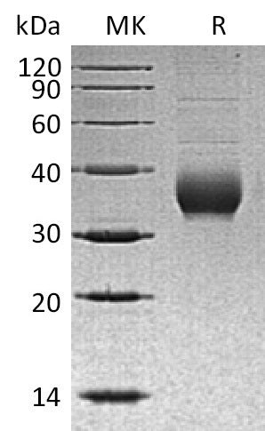 BL-0913NP: Greater than 95% as determined by reducing SDS-PAGE. (QC verified)