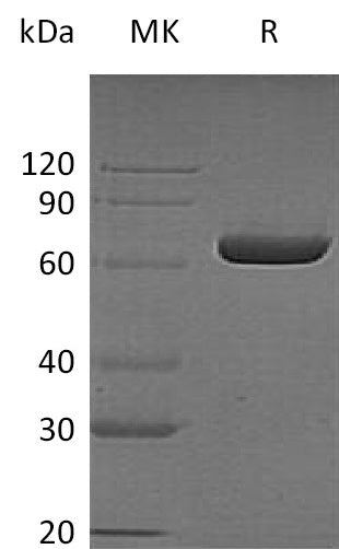 BL-1586NP: Greater than 95% as determined by reducing SDS-PAGE. (QC verified)