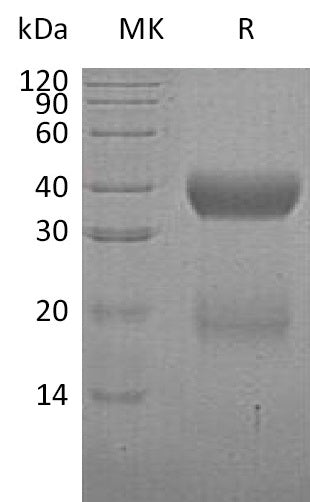 BL-0908NP: Greater than 95% as determined by reducing SDS-PAGE. (QC verified)