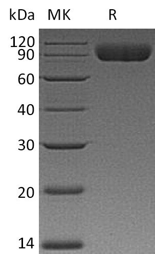 BL-2011NP: Greater than 95% as determined by reducing SDS-PAGE. (QC verified)