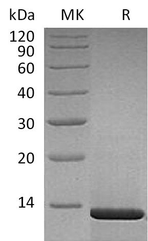 BL-1705NP: Greater than 95% as determined by SEC-HPLC. (Regularly tested)