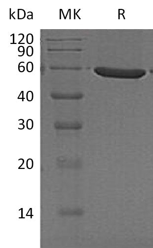 BL-1591NP: Greater than 95% as determined by reducing SDS-PAGE. (QC verified)