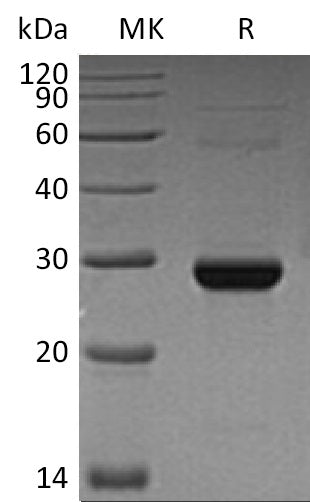 BL-1597NP: Greater than 95% as determined by reducing SDS-PAGE. (QC verified)