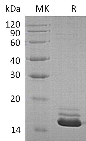 BL-0921NP: Greater than 95% as determined by reducing SDS-PAGE. (QC verified)